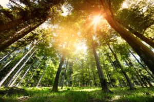 developpement durable pacte vert